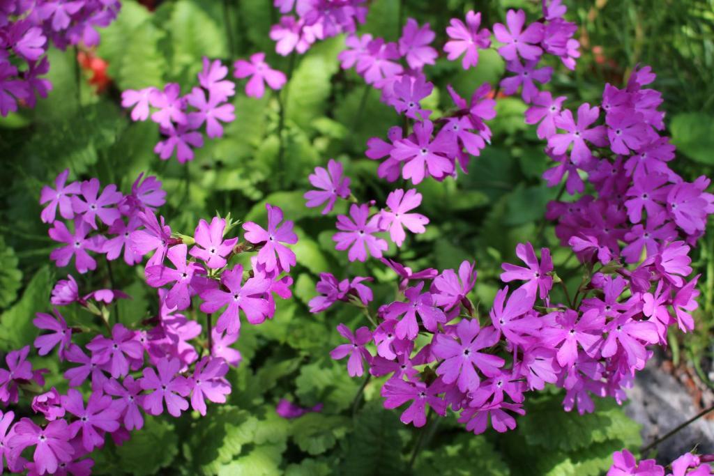 Pension Candytuft คารุอิซาว่า ภายนอก รูปภาพ